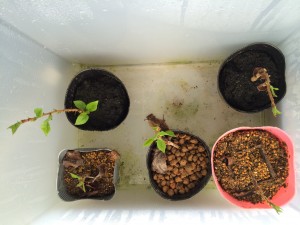 写真 2014-04-05 12 34 50