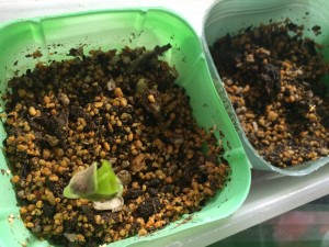 写真 2015-05-09 13 01 20