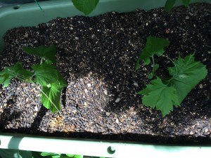 写真 2015-05-23 12 51 03