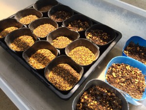 写真 2015-05-31 11 46 07