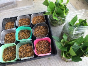 写真 2015-05-31 16 19 30