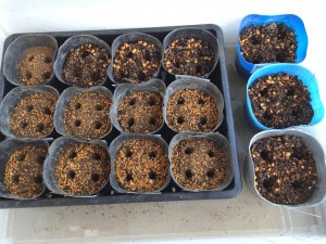 写真 2015-05-31 16 30 30