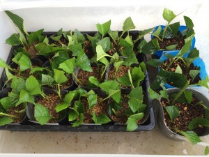 写真 2015-05-31 17 16 05