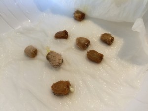 写真 2015-06-03 7 22 06