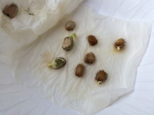 写真 2015-06-05 7 22 56