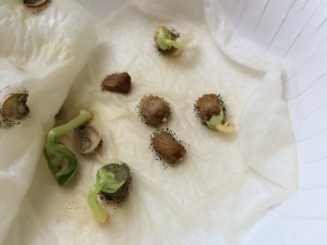 写真 2015-06-07 10 33 42 (1)