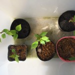 挿し木したソメイヨシノの越冬 その２