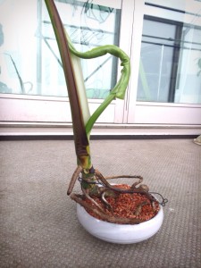 写真 2014-04-29 11 33 49