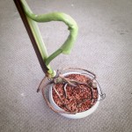 モンステラの芽吹きがまるで虫の脱皮w