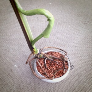 写真 2014-04-29 11 34 54