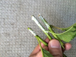 写真 2014-06-15 13 10 06