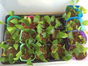 写真 2014-06-15 14 13 44