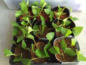 写真 2014-06-15 14 13 55