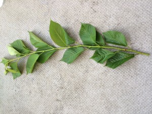 写真 2014-06-15 8 58 39