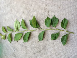 写真 2014-06-15 8 59 34