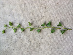 写真 2014-06-15 9 01 06