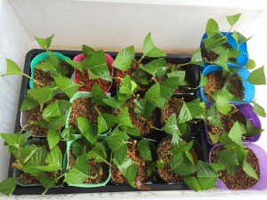 写真 2014-06-21 9 36 32