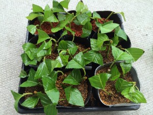 写真 2014-06-21 9 37 24