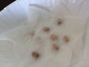 写真 2015-05-31 10 23 57