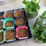 桜（ソメイヨシノ）の挿し木【2015年版】