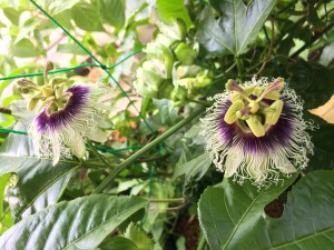 写真 2015-06-07 10 13 55