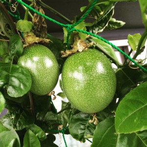 写真 2015-06-12 7 34 23