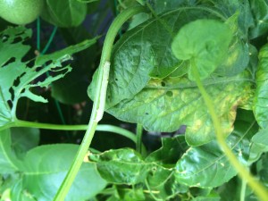 写真 2015-07-12 14 54 22