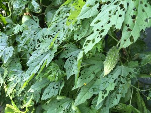 写真 2015-07-12 14 55 08